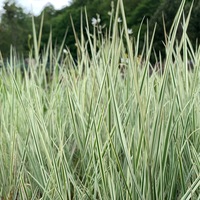 Arrhenatherum elatius bulbosum `Variegatum`
